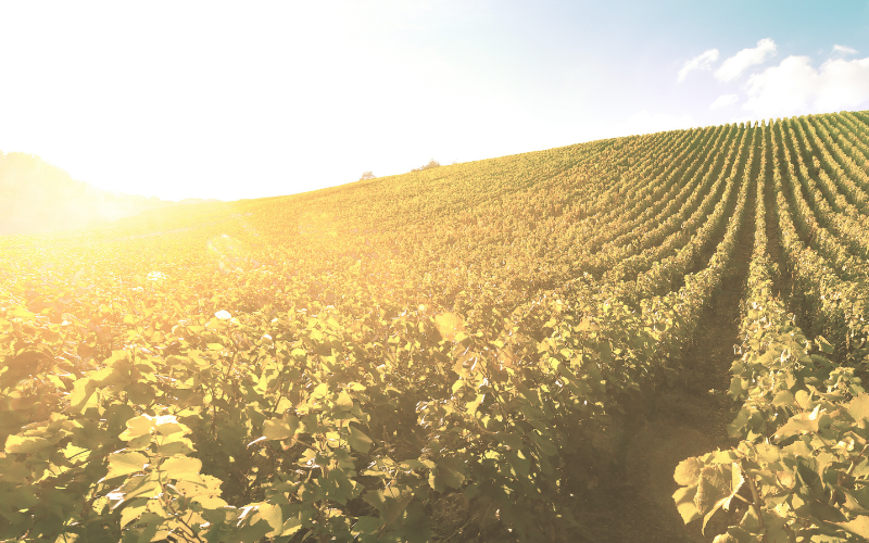 Power Up: Sustainable Energy for the Wine Industry | PRWCA & Vineyard Team Collaboration Event 